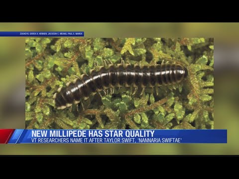 Millipede named after Taylor Swift