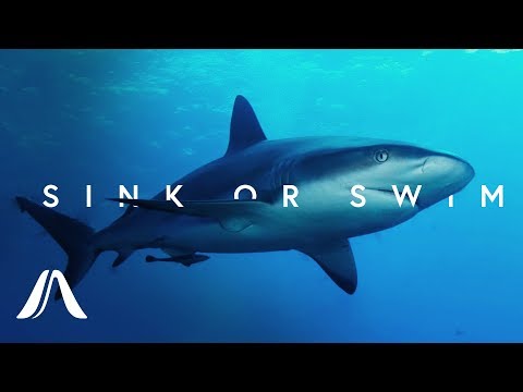 Why Do Sharks Have To Keep Swimming?