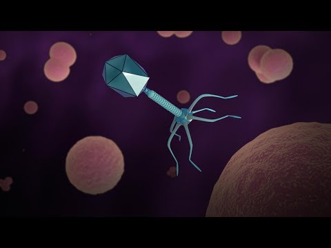 Top 10 Viral Facts About Viruses - 61