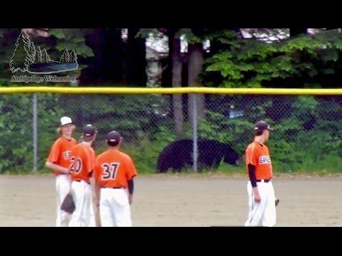 Bear wants into a baseball game in Juneau Alaska