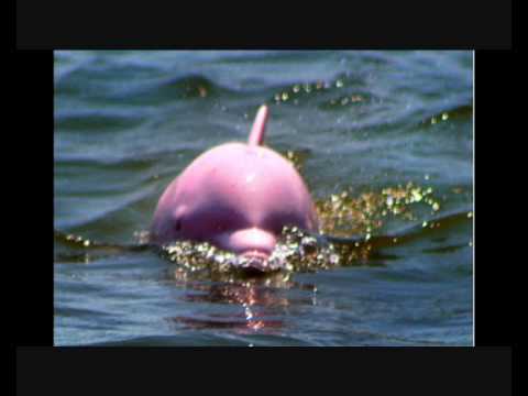 Rare Pink Dolphin Discovered