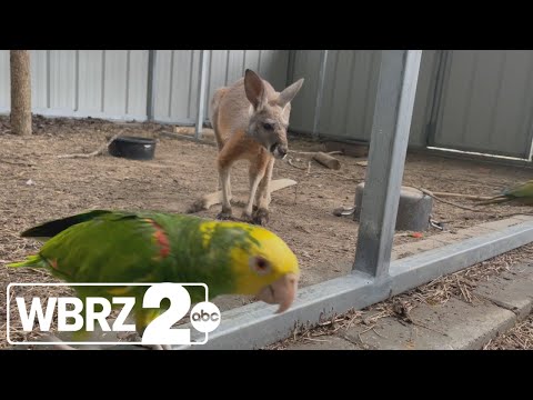 Kangaroo ran loose in Baton Rouge area after parrot set it free