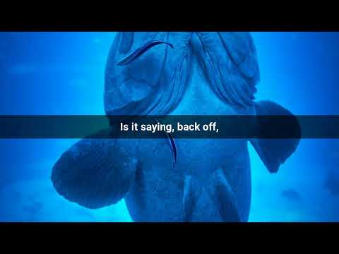 Blue Sharks: The Secret Chameleons of the Ocean