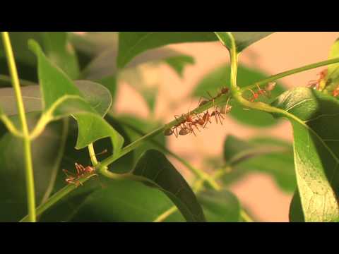 Nesting behaviour of weaver ants