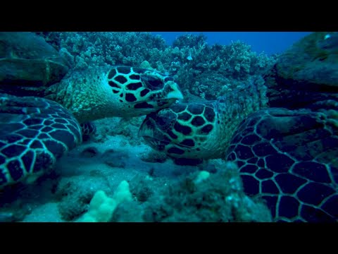 Hawaiian Hawksbill Turtles: One of the World&#039;s Most Endangered Sea Turtle Populations