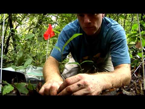 Barro Colorado Island: BCI - Official Video - Smithsonian Tropical Research Institute in Panama