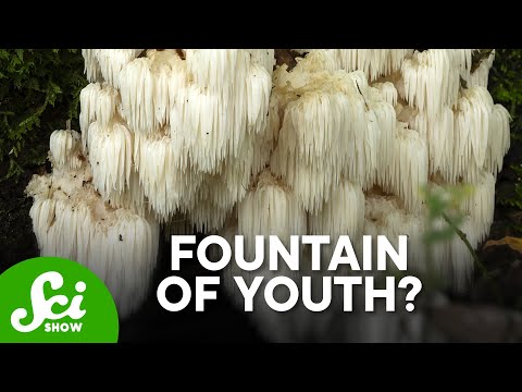 Lion&#039;s Mane Mushrooms Actually DO SOMETHING!