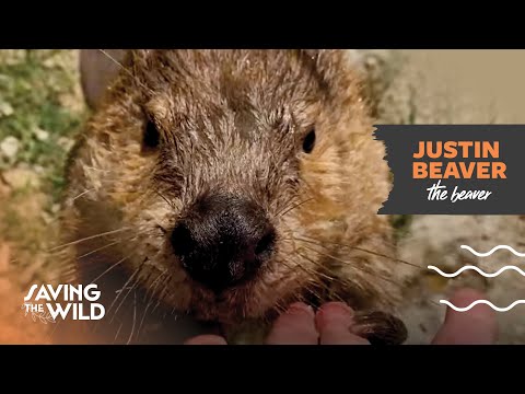 Justin Beaver | Saving The Wild | Mutual of Omaha&#039;s Wild Kingdom