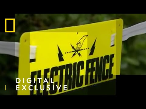 What Would Happen if You Peed on an Electric Fence? | National Geographic UK