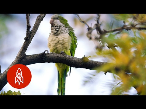 See Brooklyn’s Wild Parrots