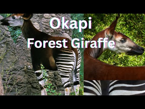 Okapi : The Rainforest&#039;s Striped Mystery