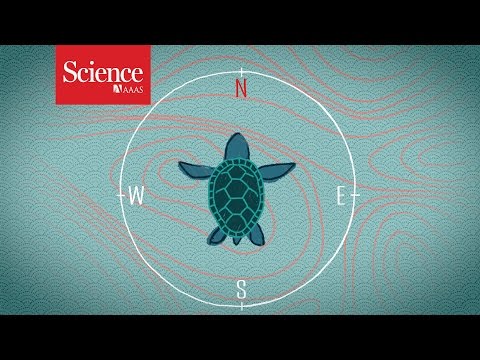 We Don&#039;t Know: Magnetoreception