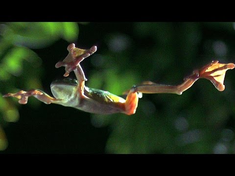 Gliding Leaf Frogs | Planet Earth | BBC Earth