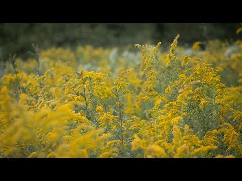 So Many Goldenrods, So Little Time