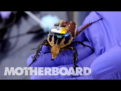 The Cyborg Beetles Designed to Save Human Lives