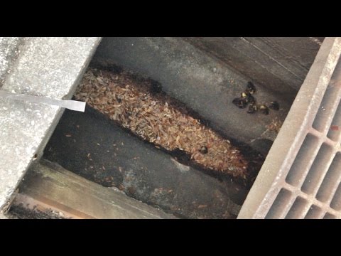 Duck Family is Rescued From a Drain in Florida