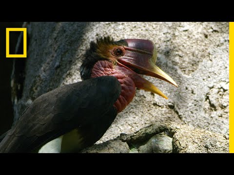 Inside the Mission to Save the Rare Helmeted Hornbill From Poachers | National Geographic