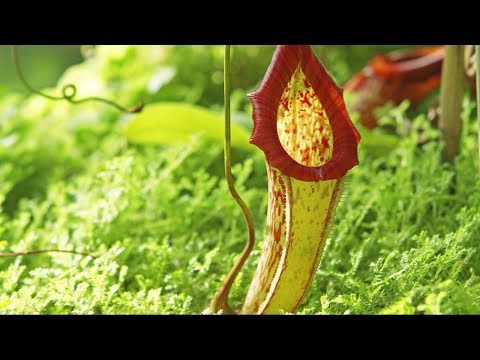 Carnivorous Plants | The Private Life of Plants | David Attenborough | Wildlife | BBC Studios