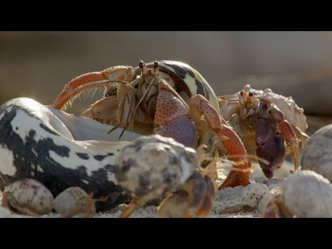 Hermit Crab House Shopping