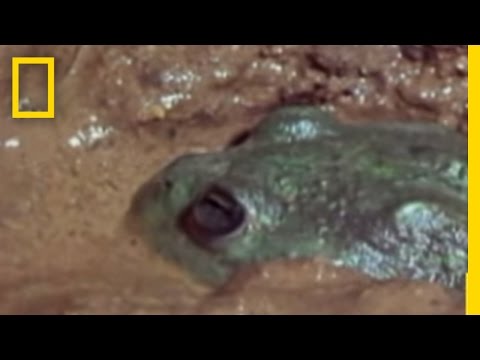 Water Holding Frogs | Freaks of Nature