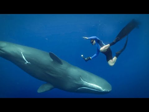Feeling the Force of Sperm Whales Ultrasound | Super Giant Animals | BBC Earth