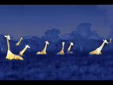 Giraffe&#039;s &quot;Hum&quot; at Night to Communicate