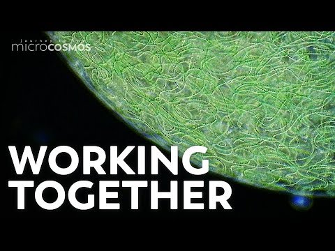 How Do Colonies Help Microorganisms Survive?