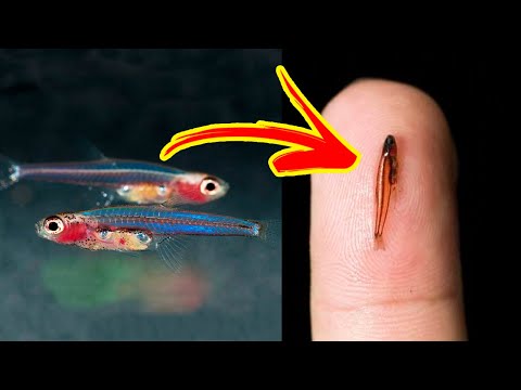 The SMALLEST FISHES In The World 🐟🔍