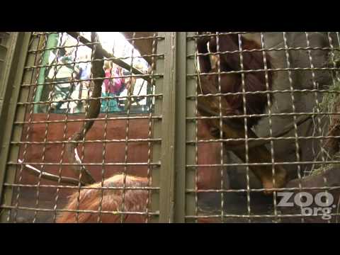 Orangutan Towan Paints at Woodland Park Zoo, HD