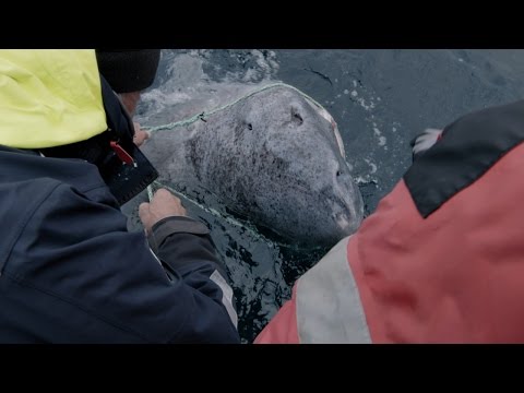 Watch Jeremy Wade Reel In A 200-Year-Old Greenland Shark In Norway