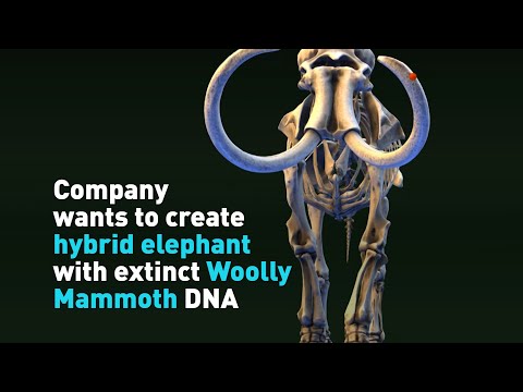 Company wants to create hybrid elephant with extinct Woolly Mammoth DNA