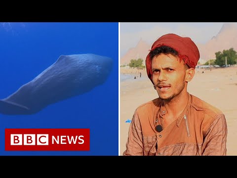 &#039;We found an $1.5m ambergris fortune in a sperm whale&#039;s belly&#039; - BBC News