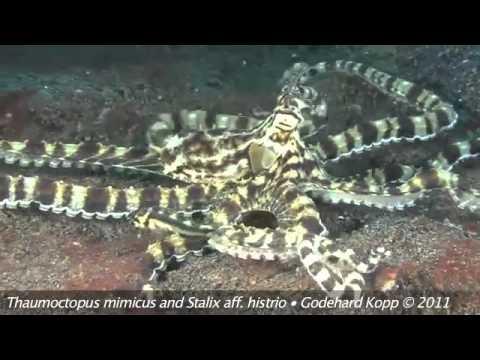 Mimic Octopus and Jawfish