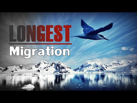 LONGEST ANIMAL Migration - Arctic Tern