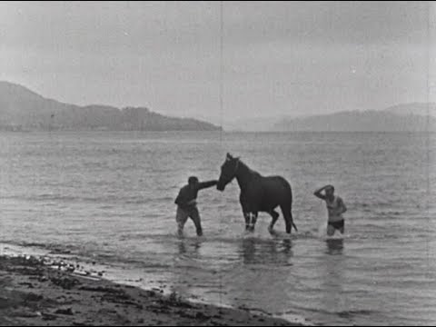 ブラックがゴールデンゲートを泳ぐ映像