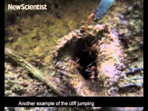 Hero ant jumps off cliff to remove intruders
