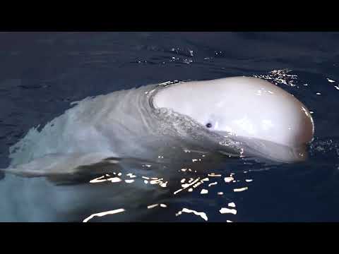 Beluga whale sanctuary | Whale and Dolphin Conservation