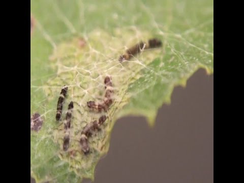 Caterpillars call their friends with anus scraping sounds