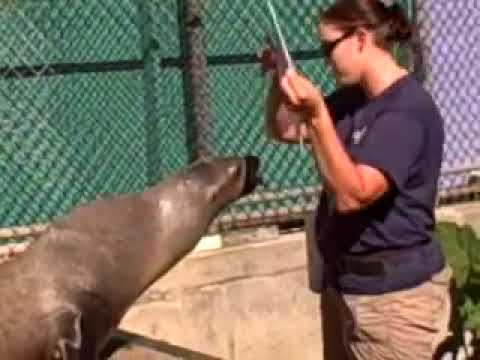 Painting Sea Lions