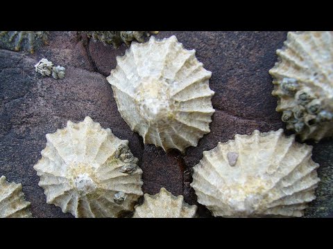 Facts: Limpets