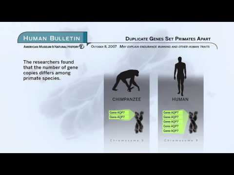 Science Bulletins: Duplicate Genes Set Primates Apart