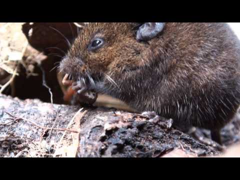 Alston&#039;s Singing Mouse-A Rodent With An Uncanny Repertoire