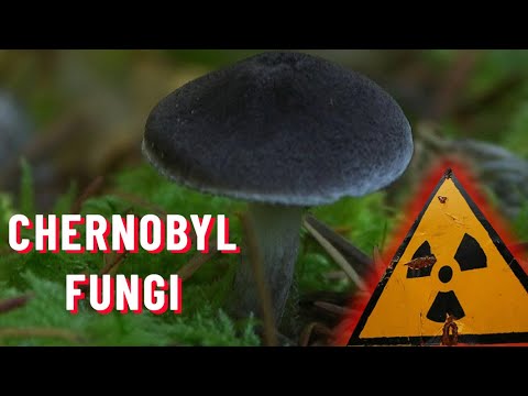 Radiation-eating Chernobyl fungi - are they real?! | Chernobyl Stories