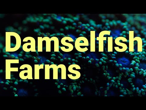 Damselfish Farm Algae using Mysis Shrimp in the Caribbean Sea