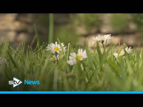 Environmental concerns over artificial lawns amid warning they could affect wildlife