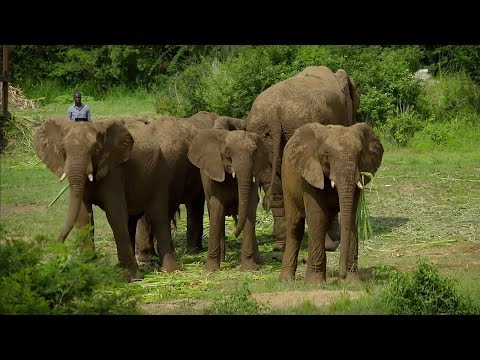 Mystery of Elephant Infrasounds Revealed | Animal Super Senses | BBC Earth