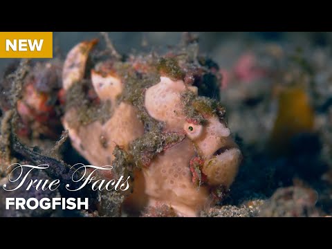True Facts: Frog Fish
