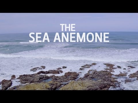 The Sea Anemone