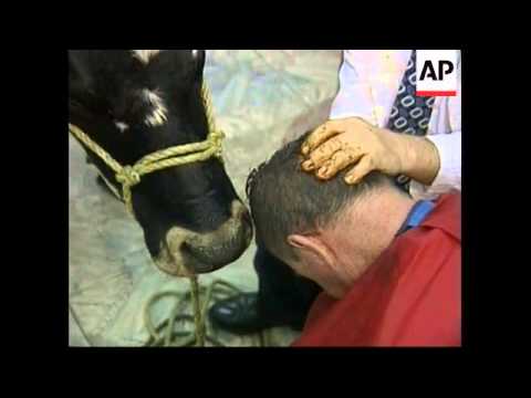 COLOMBIA: COW LICK IS BALDNESS CURE