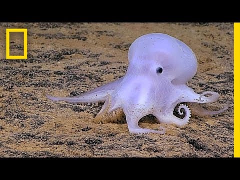 Ghostlike Octopus Found Lurking Deep Below the Sea | National Geographic
